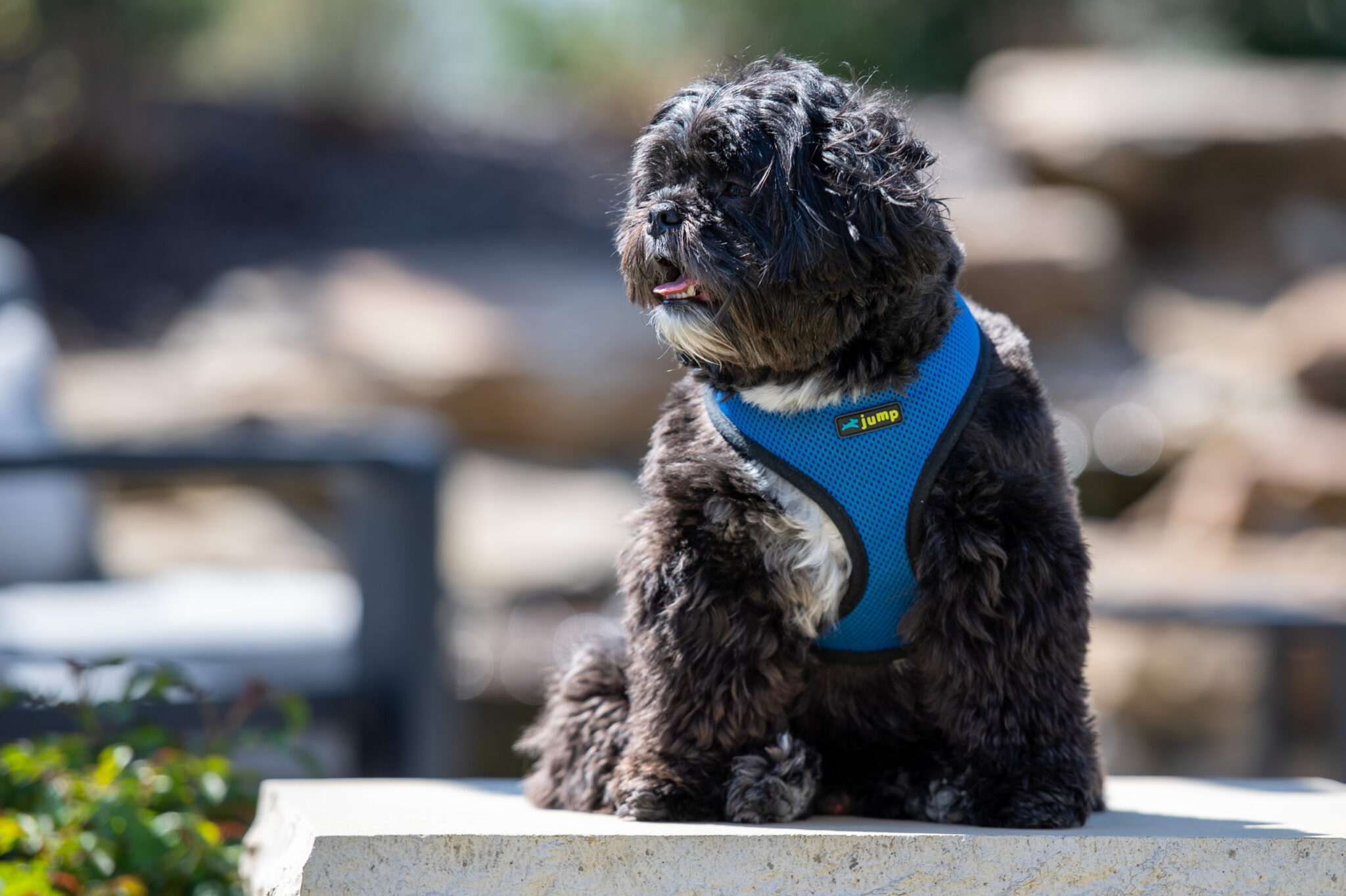 The Journey Home - Friends of Indy Animals