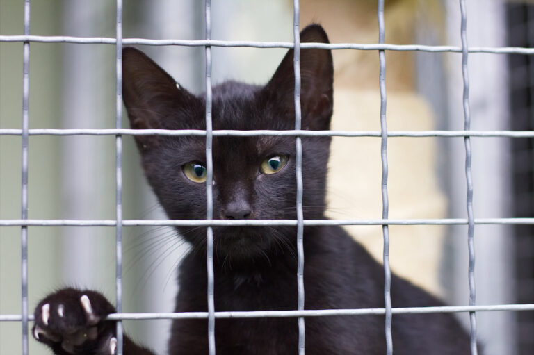 Black cat in animal shelter