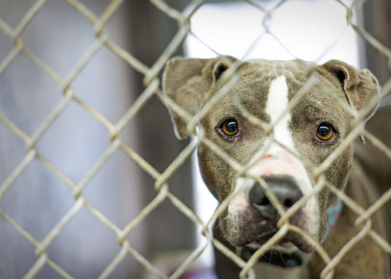 Indianapolis Animal Care Services Request for Proposals of New Shelter